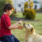 Remédio caseiro para remover uma verruga de um Labrador Retriever
