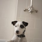 Como fazer com que as patas de cachorro cheirem melhor