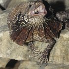 Características de los lagartos de collar