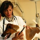 Regalos personales para un veterinario 