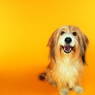  Como tratar a azia em cães
