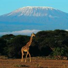 Escalar el monte Kilimanjaro en África