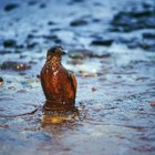Cómo quitar el petróleo de los animales afectados por un vertido