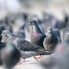Como limpar fezes de pombo de pisos de madeira