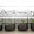 Do plants grow faster in light or dark?