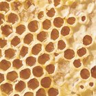 Cómo comer miel de un panal de abejas