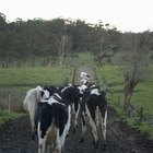 Quais são as causas de fraqueza nos membros traseiros de uma vaca leiteira? 