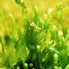 ¿Cuáles son las adaptaciones de las algas?