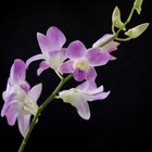 Cómo hacer un invernadero de orquídeas