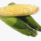 ¿Cuándo debes cosechar las mazorcas de maíz?