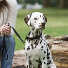 Quais as possíveis causas de manchas pretas na pele de um cão?