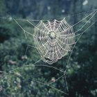 ¿Cuáles son algunas adaptaciones que le permiten a las arañas vivir en la tierra?