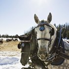 Cómo hacer abono con estiércol de caballo