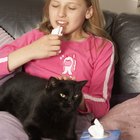 Remédios caseiros para gatos com nariz entupido