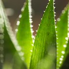 close up of cacti leaves