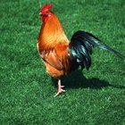 Cómo mantener a un gallo junto a las gallinas ponedoras