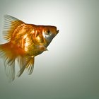 Como saber a diferença entre um peixe macho e fêmea
