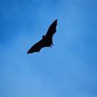Cómo detectar si tienes murciélagos