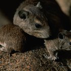 Como criar filhotes de rato sem a mãe