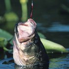 Actividades de pesca en el lago Berryessa