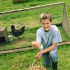Cómo construir un tractor de pollos o gallinero móvil