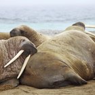 ¿Cuánto valen los colmillos de marfil de las morsas?