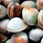 Crate of raw clams