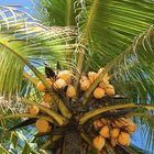 Partes e usos do coqueiro