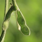 Macro Canola Flower