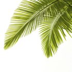 Como cuidar da palmeira-areca (Dypsis lutescens) dentro de casa