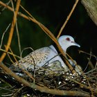 Cómo hacer cajas nido para palomas silvestres grandes