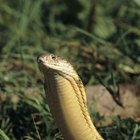 Tipos de cobras