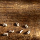 Como assar sementes de girassol
