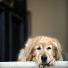 El síndrome vestibular geriátrico canino