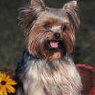 Información sobre el corte de cola en los cachorros Yorkie