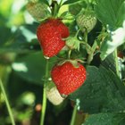 Curas para la plaga de la hoja de fresa