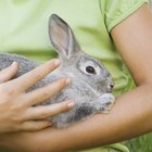 Cómo entretener a un conejo