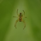 Diferenças entre aranhas caseiras e aranhas-marrons