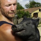 Ingredientes del queso de cabeza de cerdo