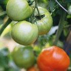 Por que tomates não amadurecem em videira?