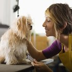 Salud canina e infecciones de la vulva