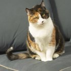 Cómo reparar el tapizado de un sofá dañado por un gato