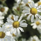 Close Up of Peppermint Herb Plant