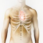 Modo fácil de aprender anatomia e fisiologia