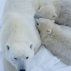 Crecimiento y adaptaciones de los osos polares