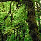 The Disadvantages of Living in the Tropical Rainforest