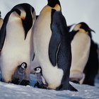 Processo de acasalamento dos pinguins-imperadores