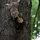 ¿El desprendimiento de corteza de las ramas lastima al árbol?