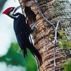 Cómo impedir que un pájaro carpintero picotee en tu casa