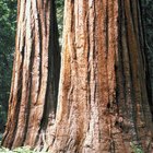 Acampar en casas rodantes en Sequoia National Park en California